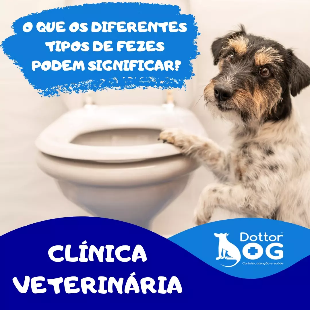 COMO DEVE SER A APARÊNCIA DAS FEZES DOS PETS?